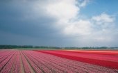 Bloemenvelden